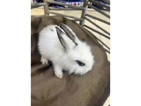 Mama alışkanlığı almış tavşan yavruları