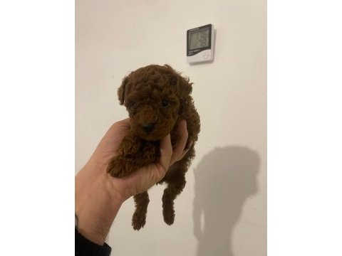 Erkek - dişi toy poodle yavrular