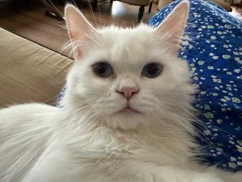 Chinchilla british cinsi erkek kız