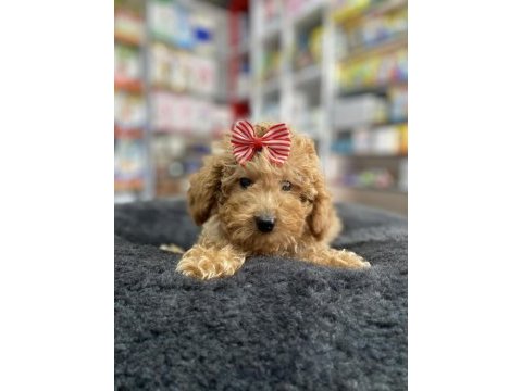 Mini -teacup poodle