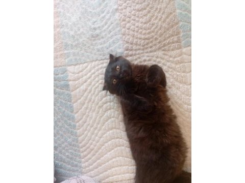 Çok uysal minik yavru british longhair