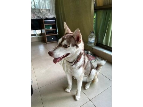 Acil ücretsiz sahiplendirme husky