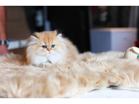 Son yavru british longhair
