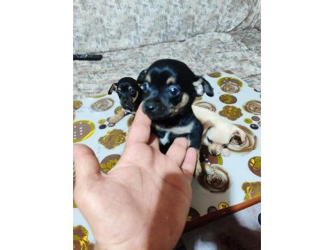 Sıfır boy orjinal saf kan pınscher yavrularımız