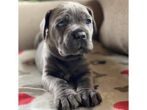 Dev cane corso italiano yavruları