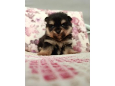 Uygun pomeranian yavrular