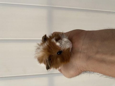 25 günlük yavru ginepigler