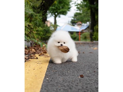 Pomeranian boo mini ayıcık yavrularımız