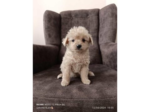 Maltipoo yavrularımız