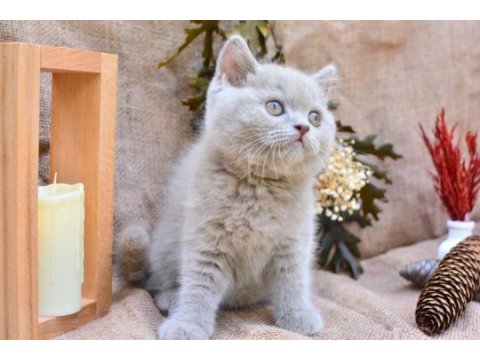 Sütlü kahveniz lilac british shorthair 