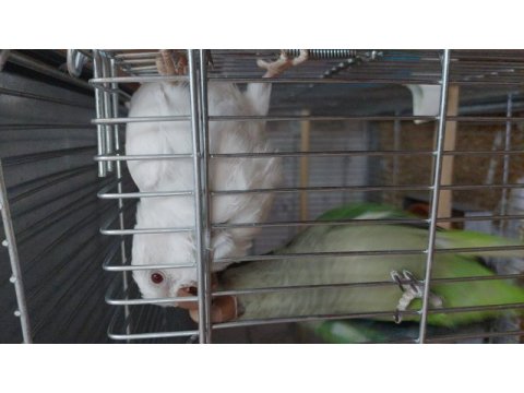 Albino ve yeşil monk 5 aylık