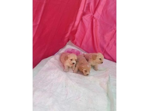 Sevimli maltipoo bebekler