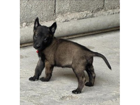 A kalite belçika malinois yavrular