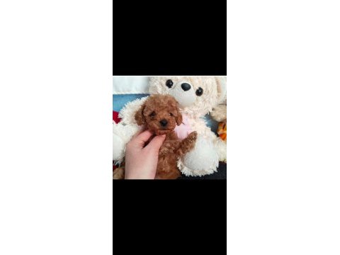 Pafuduk pafuduk poodle yavrular sizleri bekliyor