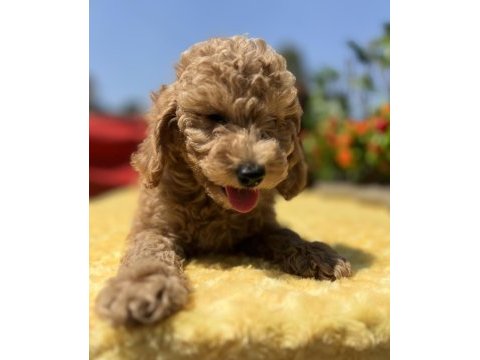 Tüy dökmez koku yapmaz toy poodle yavrular