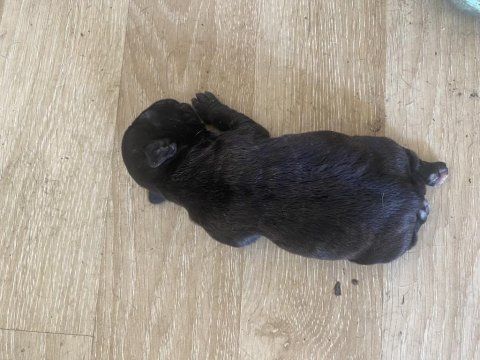 Acil french bulldog bebekler