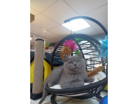 British shorthair erkek yavru 2 aylık