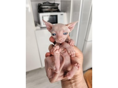 Sfenks yavrular sahiplerini bekliyor