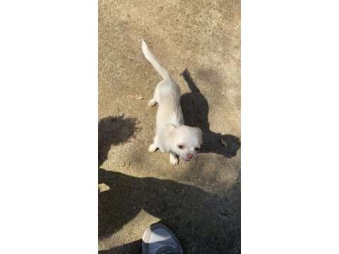 Elma kafa safkan aşıları tam chihuahua