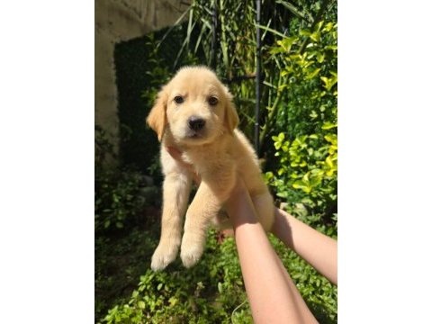Golden retriever yavru 3 aylık
