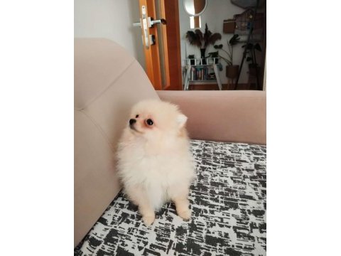 27. 01.2025 doğumlu dişi pomeranian boo alanya