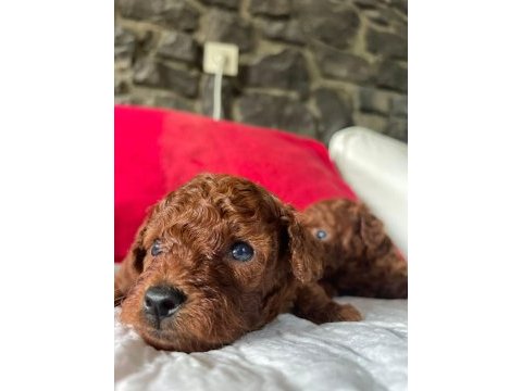Core toy poodle köpeği