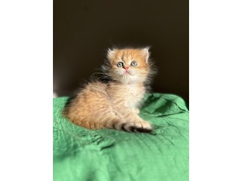 Mükemmel kalite golden ny24 british longhair