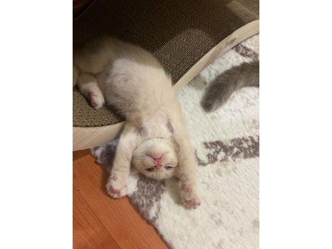 British shorthair erkek kedime yuva arıyorum