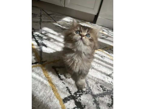 75 günlük british longhair