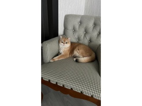 Golden british shorthair 3 yaşında kısır
