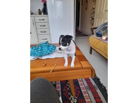 Orijinal ırk chihuahua