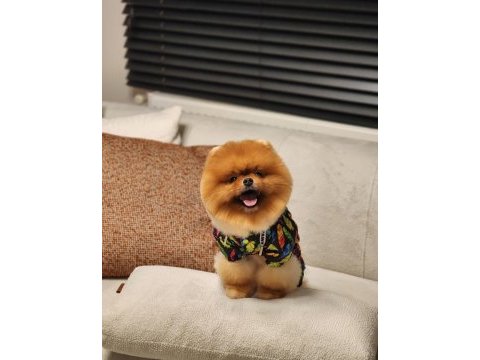 Dünyadaki en iyi pomeranian