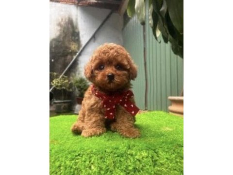 Birbirinden güzel poodle bebekler yeni sahiplerini bekliyor