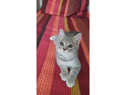 Sevgi dolu oyuncu british shorthair