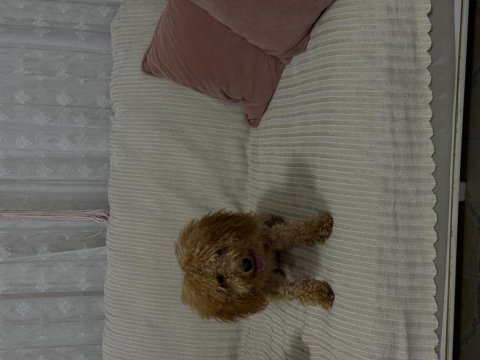 Dişi tüm aşıları tam toy poodle