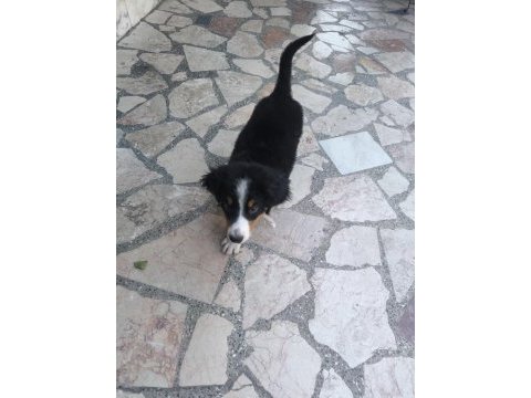 2.5 aylık orjinal bernese çok akıllı wc eğitimli