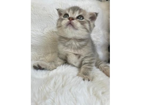 Yavru scottish fold