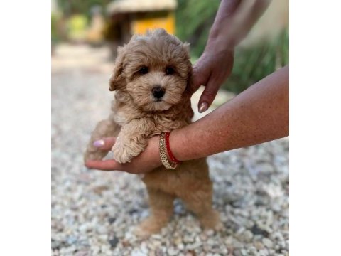 Aşılı pasaportlu mikroçipli maltipoo  yavrularımız 