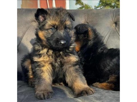 Alman kurdu köpekler
