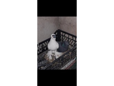 Güvercin genç ve sağlıklı
