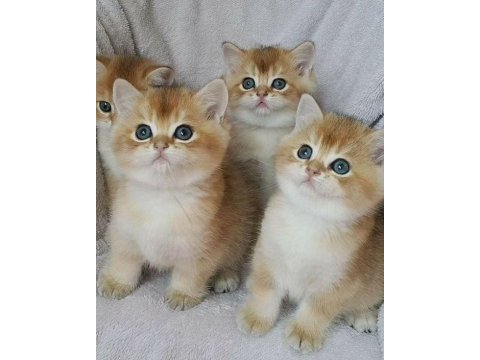 British shorthair golden bebekler