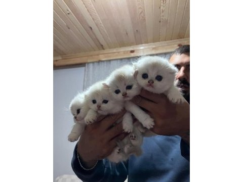 Scottish fold silver point yavrular