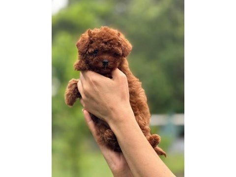 Toy poodle yavrular