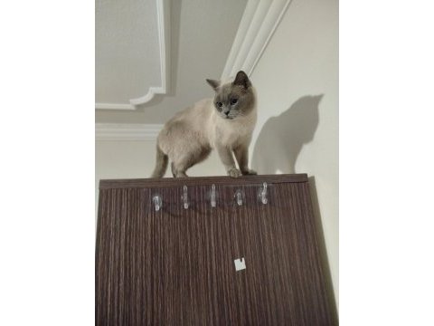 Temiz bakımlı british shorthair