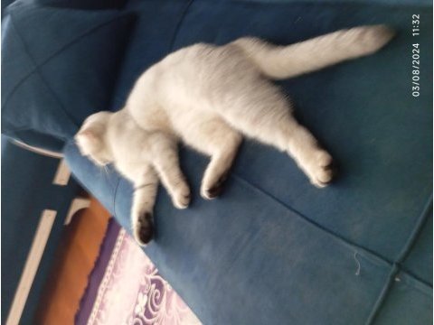 Çok güzel scottish fold kızımız için yuva arıyoruz
