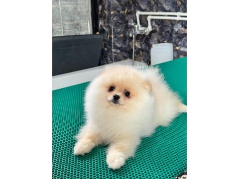 Teddy teacup pomeranian yavrularımız