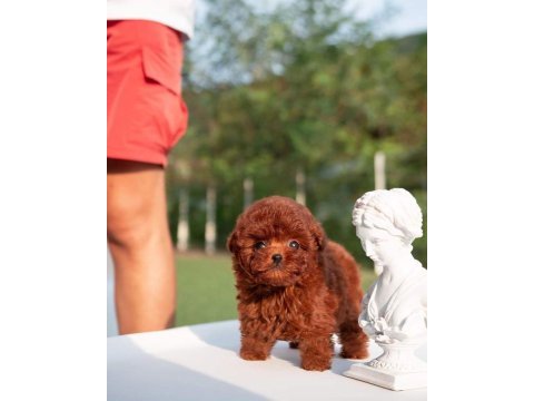 Toy poodle kore kan yavrularımız ped eğitimli