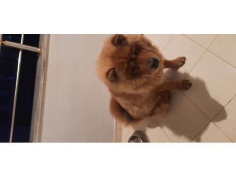 11 aylık chow chow