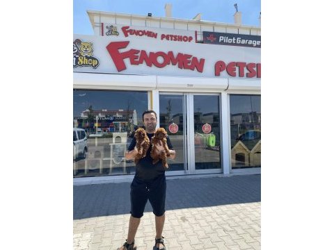 Toy poodle yavrular her ile aynı gün teslim