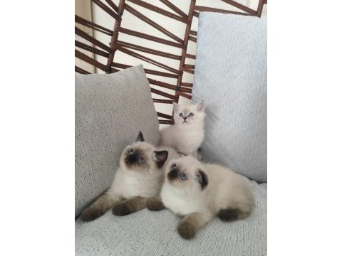 Güzeller güzeli scottish fold yavrularımız